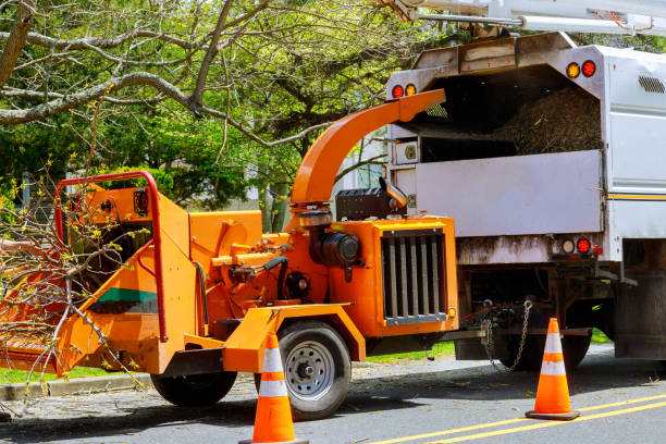 Trusted Watchung, NJ  Tree Services Experts